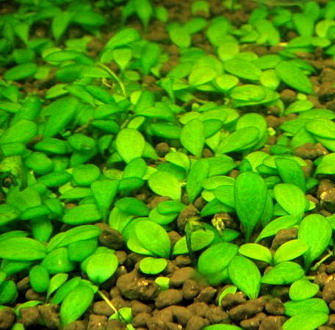 1-2-GROW! Australisches Zungenblatt / Glossostigma elatinoides von TROPICA von Tropica