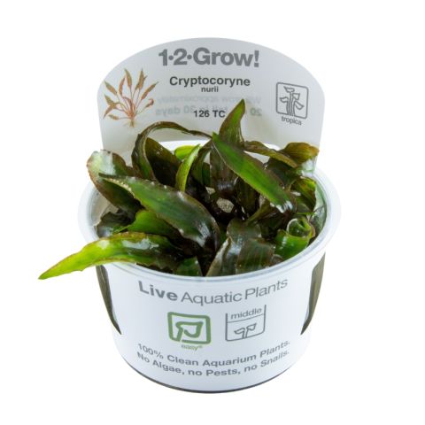 1-2-GROW! Cryptocoryne nurii von Tropica