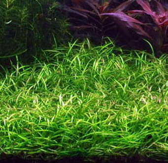 1-2-GROW!  Grasartige Zwergschwertpflanze / Helanthium tenellum 'Green' von TROPICA von Tropica