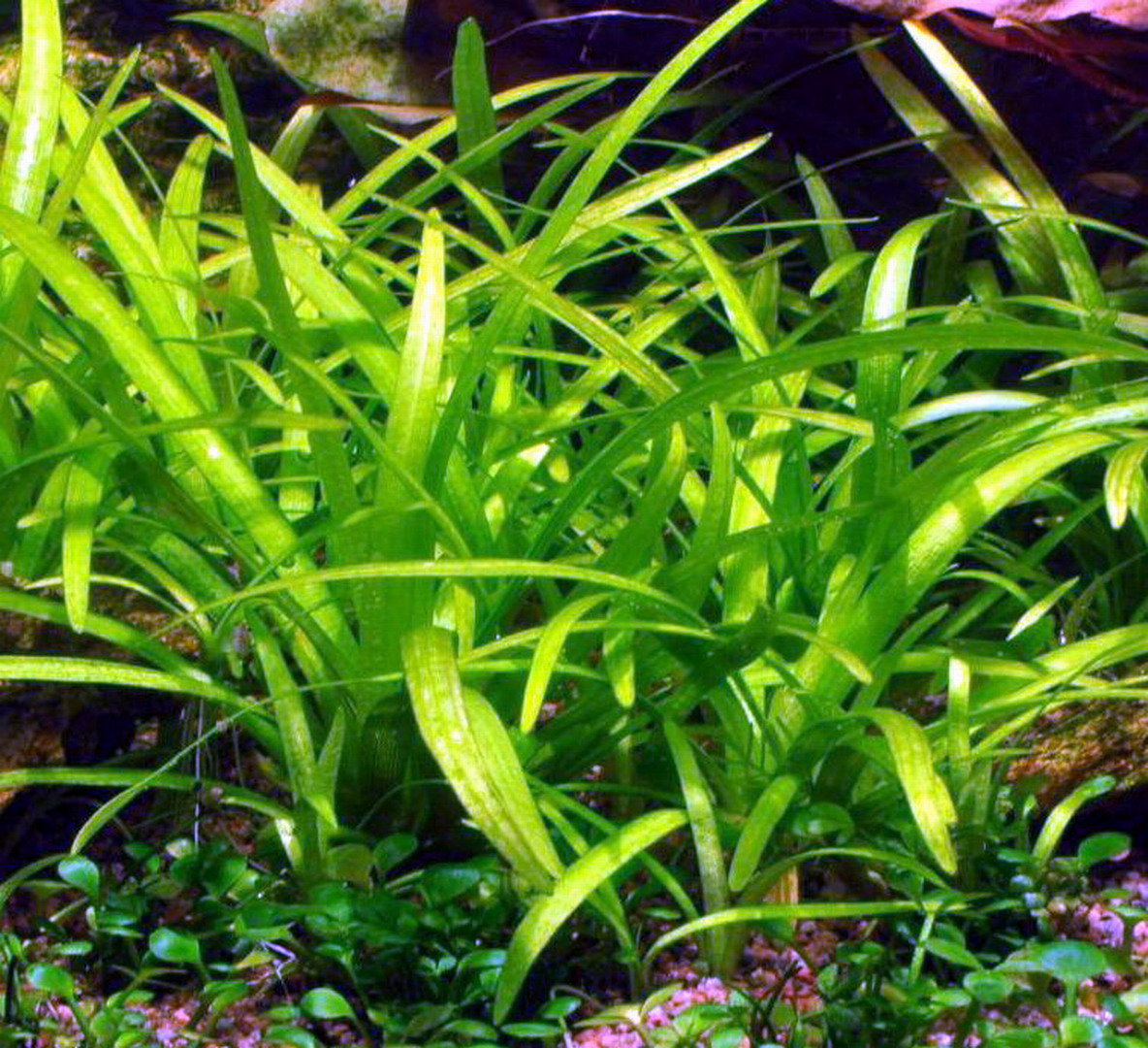 1-2-GROW! Kleines flutendes Pfeilkraut / Sagittaria subulata (sabulata) von TROPICA von Tropica