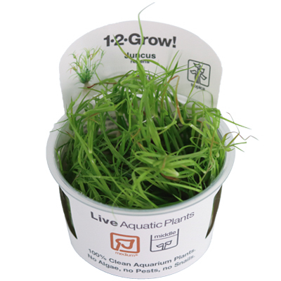 1-2-GROW! Kriechende Binse / Juncus repens von TROPICA von Tropica