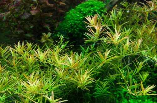 1-2-GROW! Rotala 'Vietnam H'ra' von Tropica