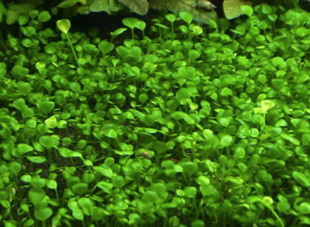 1-2-GROW! Zwergkleeblatt / Marsilea hirsuta von TROPICA von Tropica