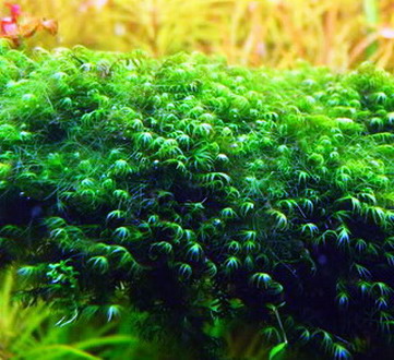 Fissidens fontanus / Phoenix moss Gitter - Moos Pad von Tropica