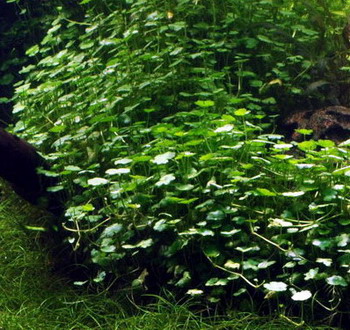 Kleinblättriger Wassernabel / Hydrocotyle sibthorpioides - maritima von Tropica