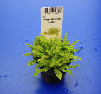 TROPICA Kleiner Stern 'Daonoi' - Sternkraut / Pogostemon helferi von Tropica