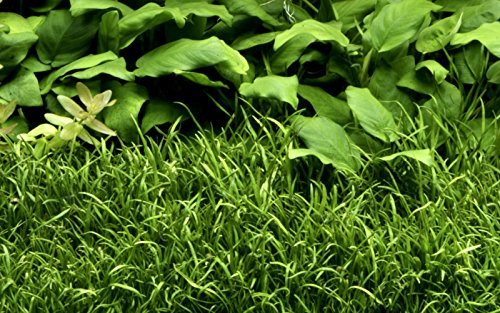 Tropica 1-2-GROW! Brasilianische Graspflanze/Lilaeopsis brasiliensis Tropica 1-2-GROW! Brasilianische Graspflanze/Lilaeopsis brasiliensis von TROPICA