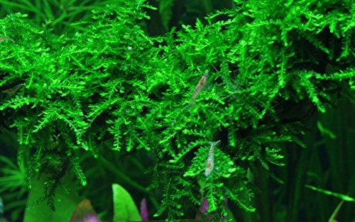 Tropica 1-2-GROW! Trauermoos/Vesicularia ferriei 'Weeping' von Tropica