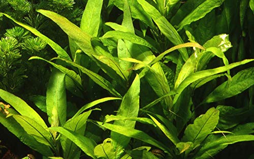 Tropica Aquarium Pflanze Aquariumpflanze Hygrophila 'Siamensis Nr.053A Wasserpflanzen Aquarium Aquariumpflanzen von TROPICA