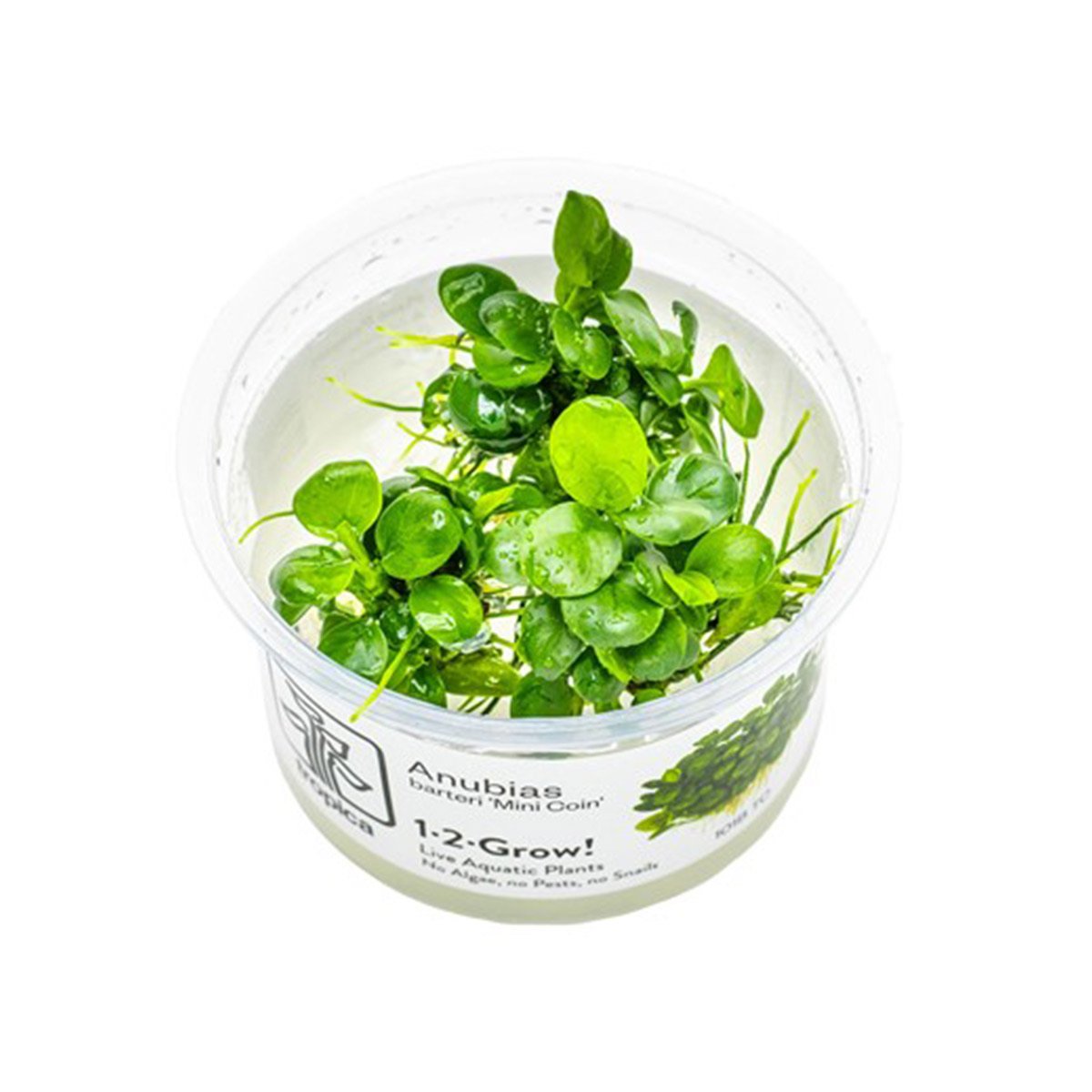Tropica Aquariumpflanze Anubias barteri Mini Coin von Tropica