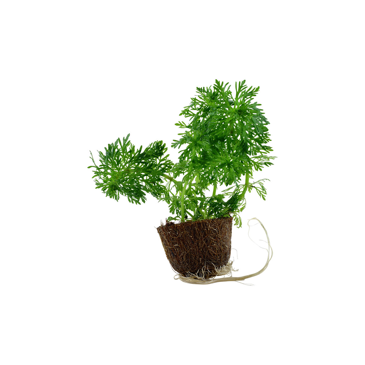 Tropica Aquariumpflanze Limnophila sessiliflora Tropica Aquariumpflanze Limnophila sessiliflora von Tropica