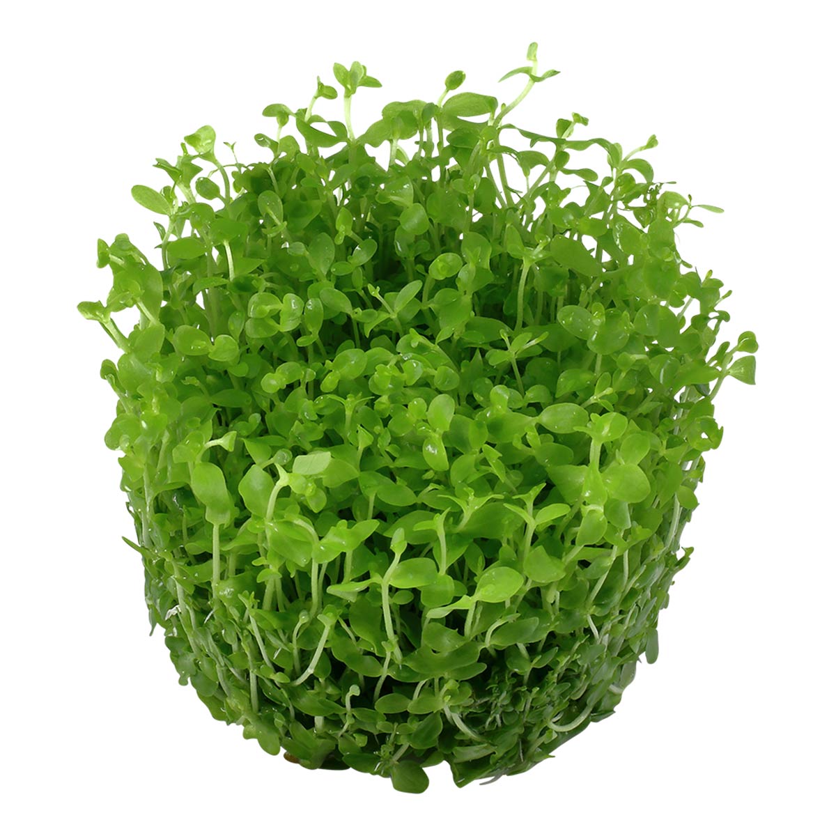 Tropica Aquariumpflanze Micranthemum tweediei 'Monte Carlo' Tropica Aquariumpflanze Micranthemum tweediei 'Monte Carlo' von Tropica