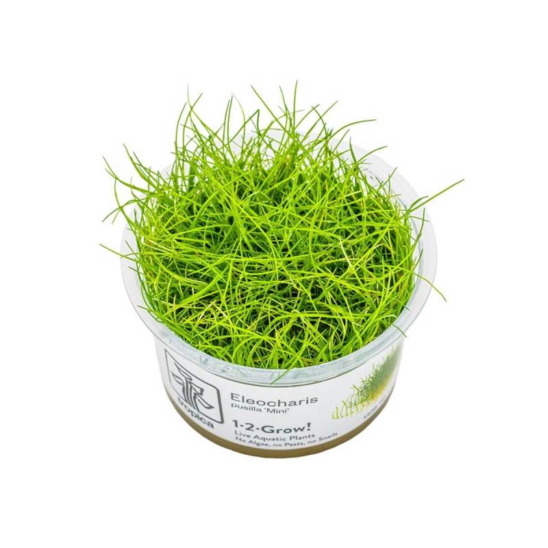 Tropica Bodendecker Eleocharis pusilla Mini von Tropica