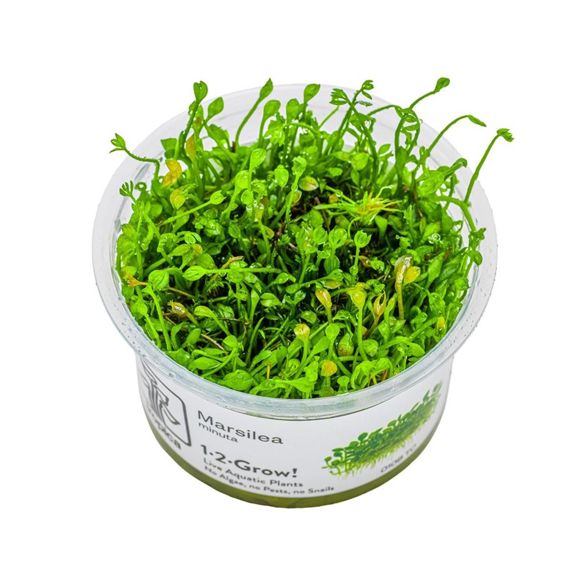 Tropica Bodendecker Marsilea minuta von Tropica