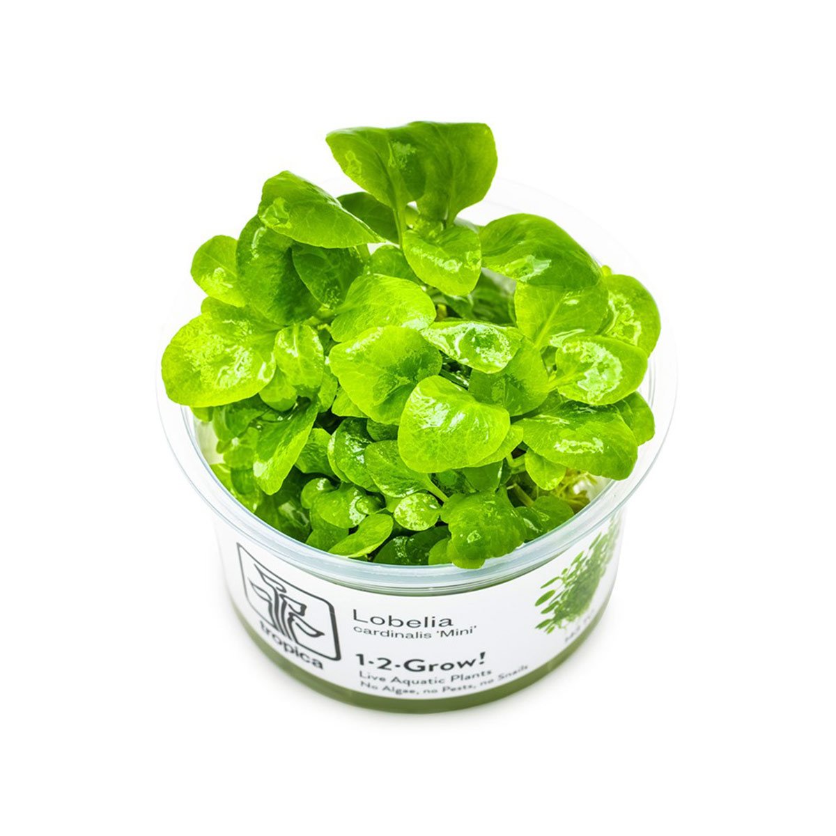 Tropica Bodenpflanze Lobelia cardinalis Mini von Tropica