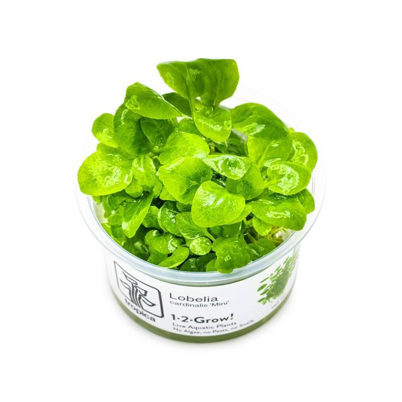 Tropica Bodenpflanze Lobelia cardinalis Mini von Tropica