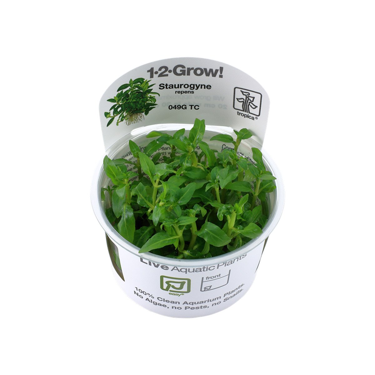 Tropica Bodenpflanze Staurogyne repens von Tropica