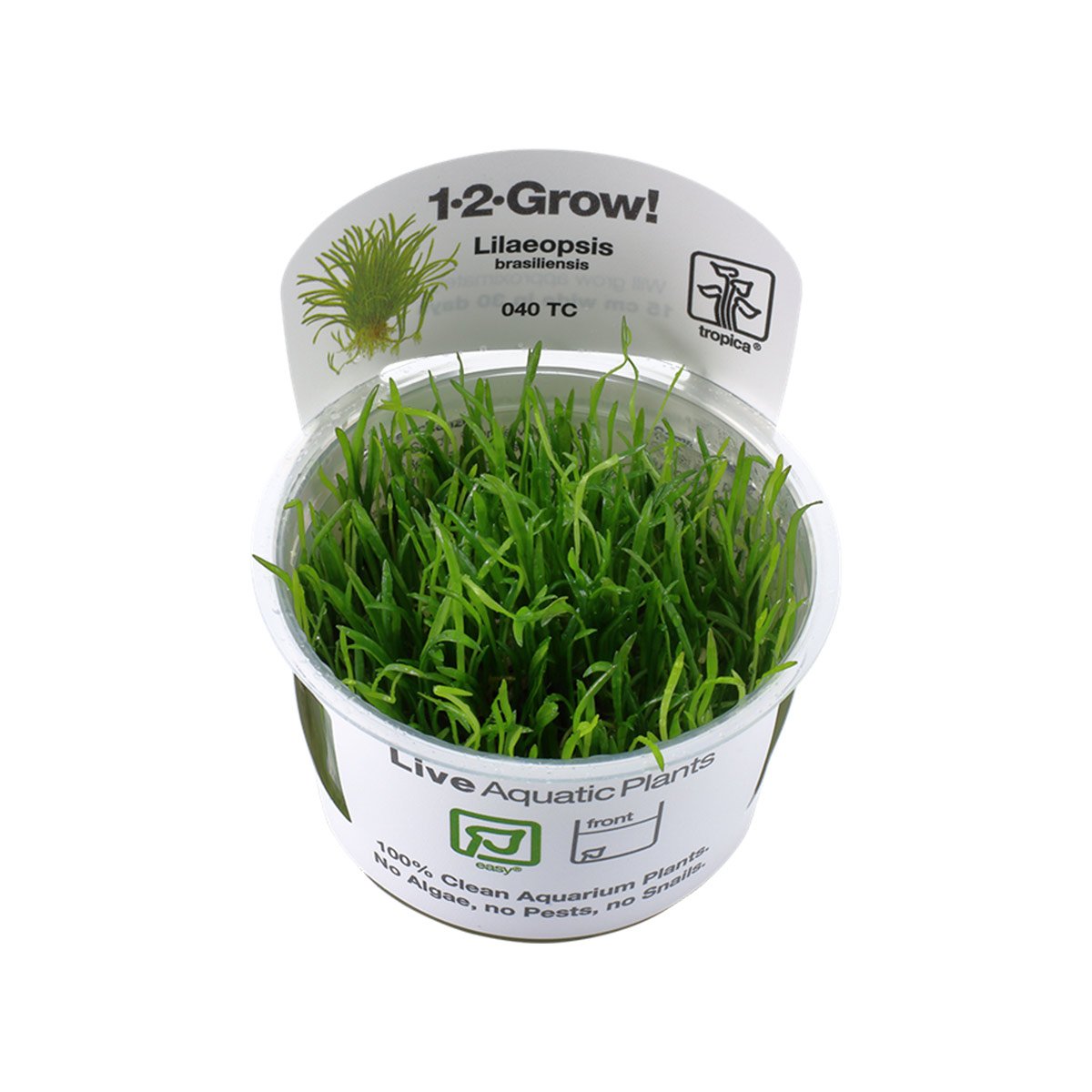 Tropica Grasartige Pflanze Lilaeopsis brasiliensis von Tropica