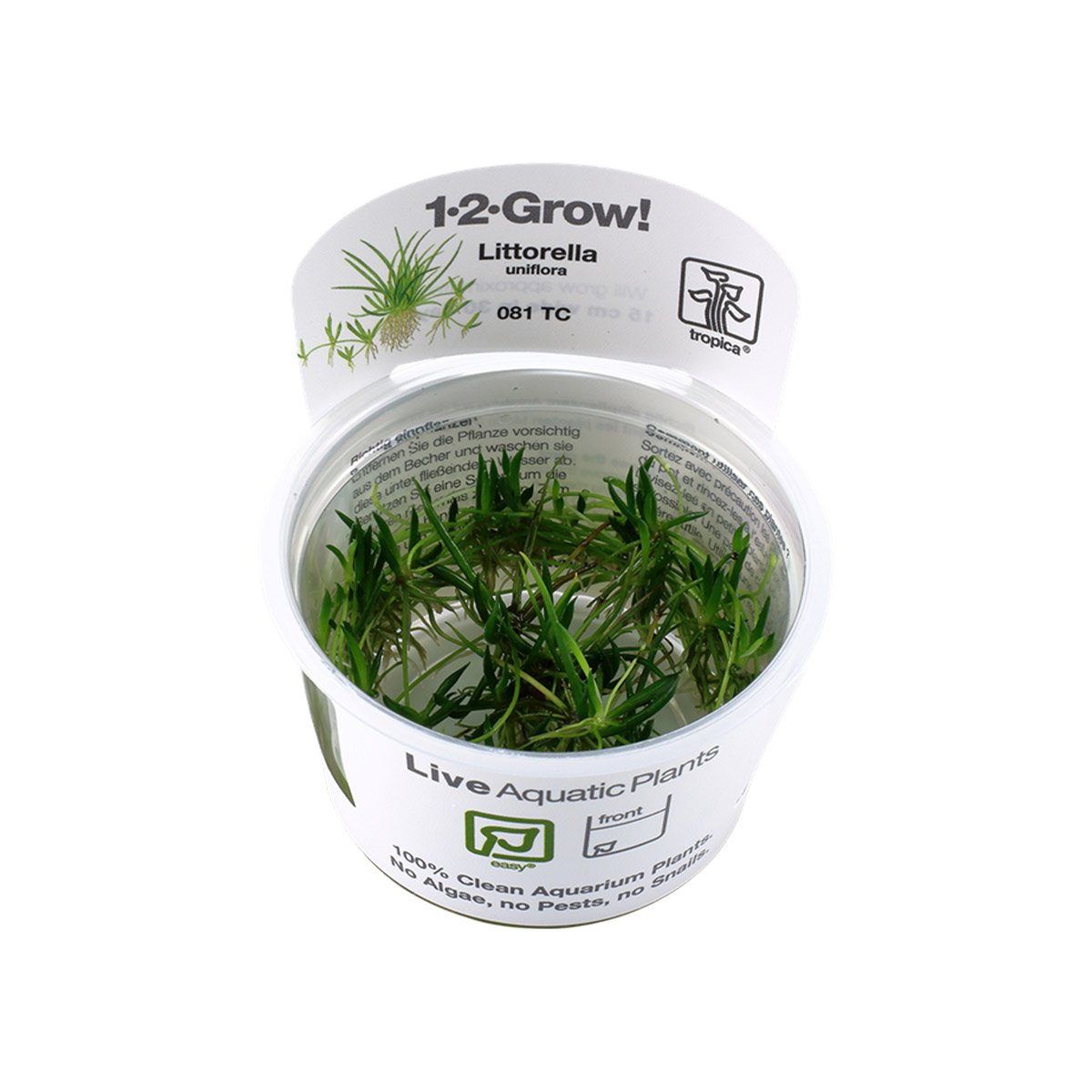 Tropica Grasartige Pflanze Littorella uniflora von Tropica