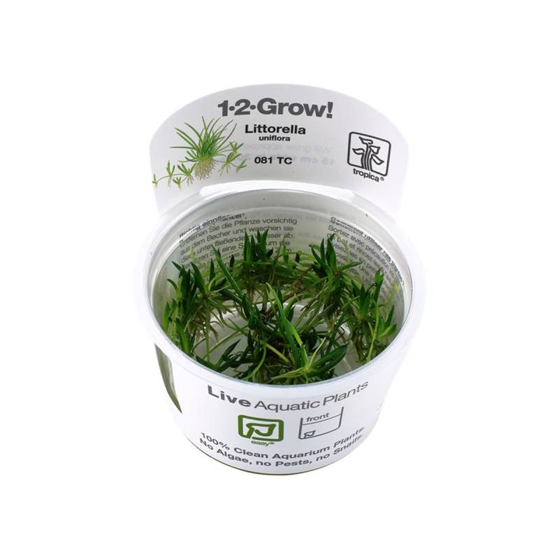 Tropica Grasartige Pflanze Littorella uniflora von Tropica