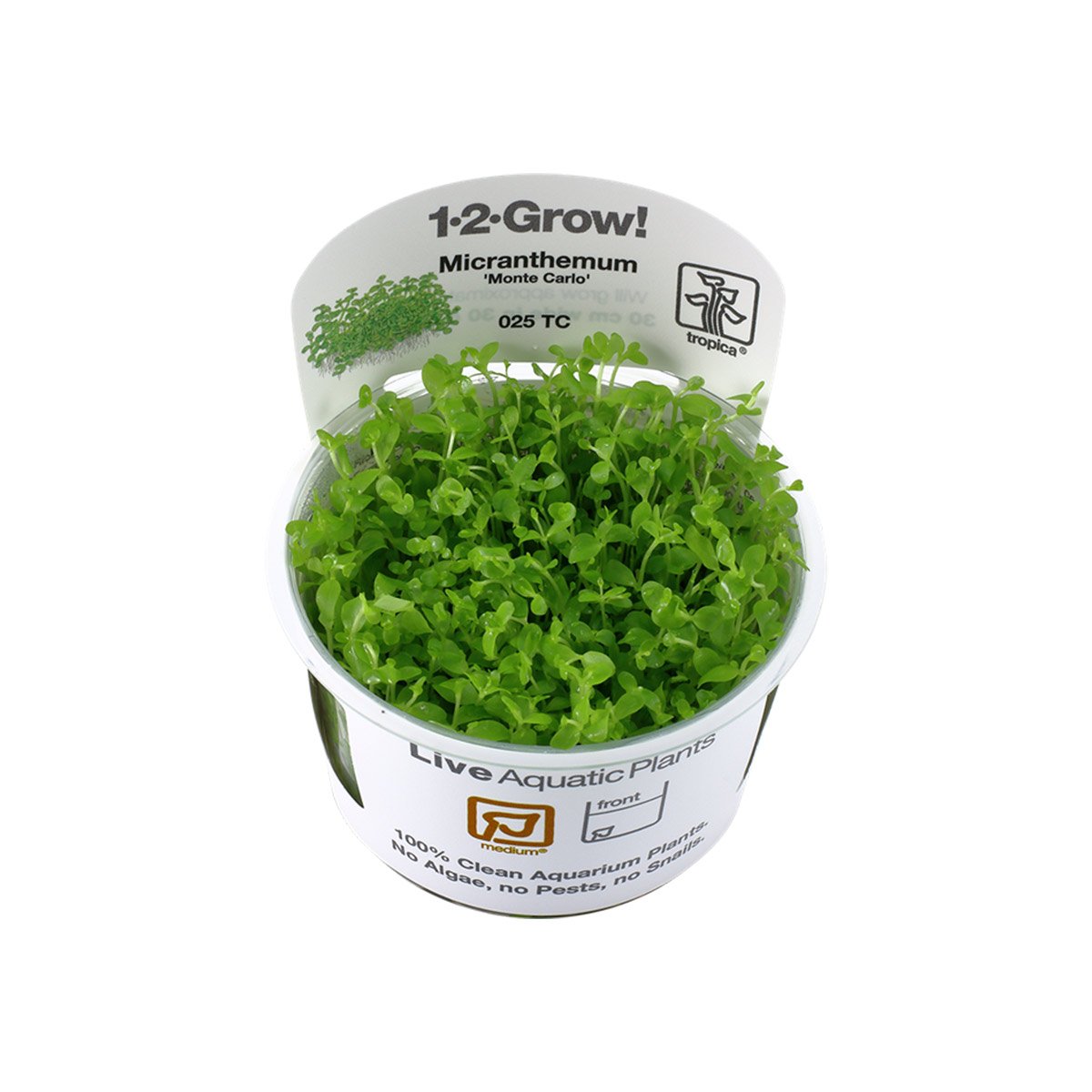 Tropica Micranthemum tweediei Monte Carlo von Tropica
