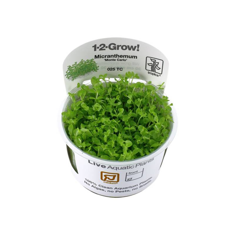 Tropica Micranthemum tweediei Monte Carlo von Tropica