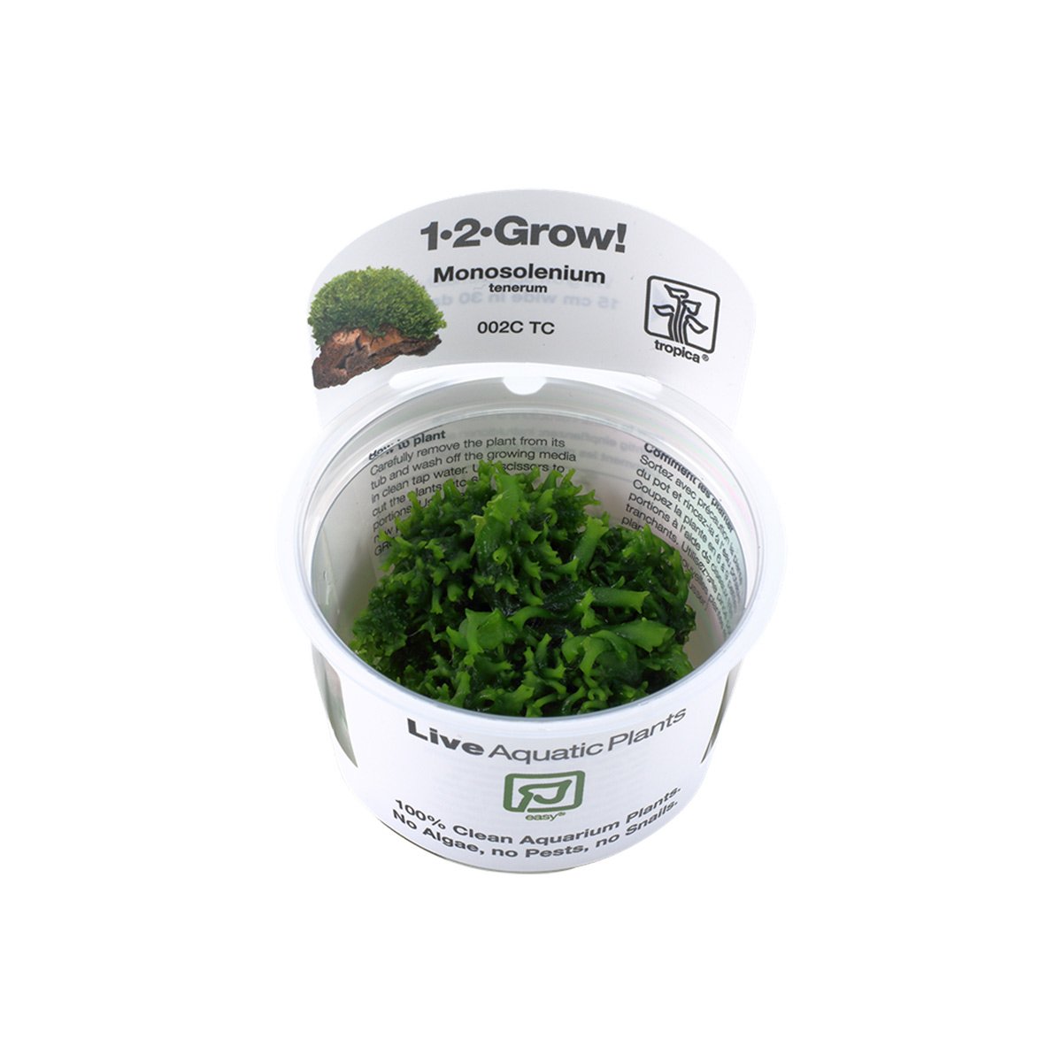 Tropica Moospflanze Monosolenium tenerum von Tropica