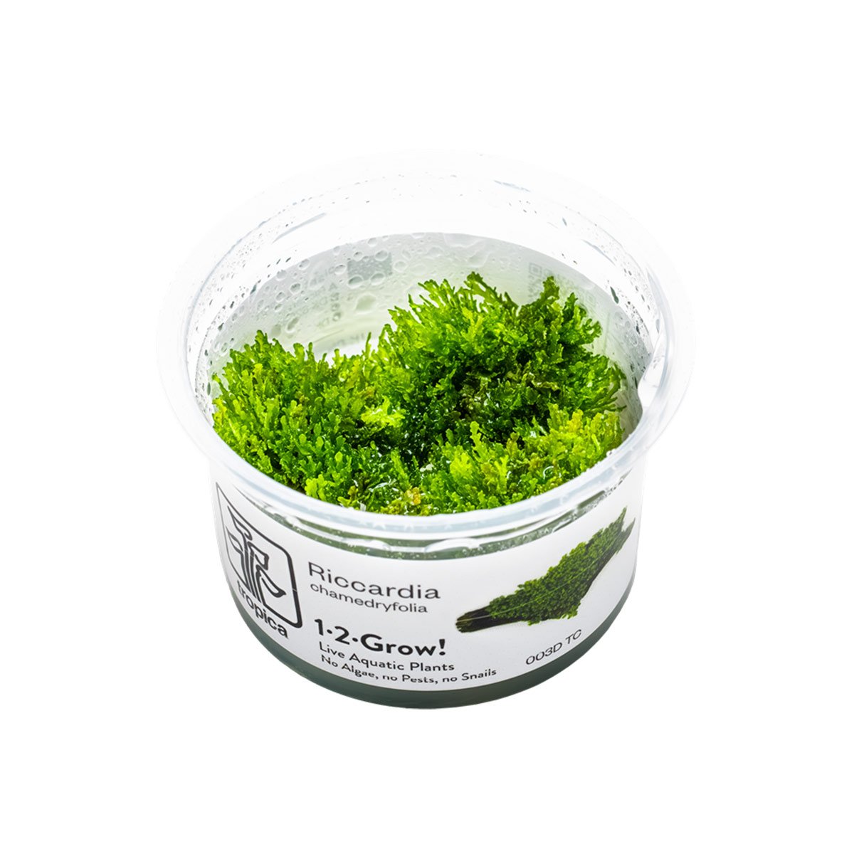 Tropica Moospflanze Riccardia chamedryfolia von Tropica