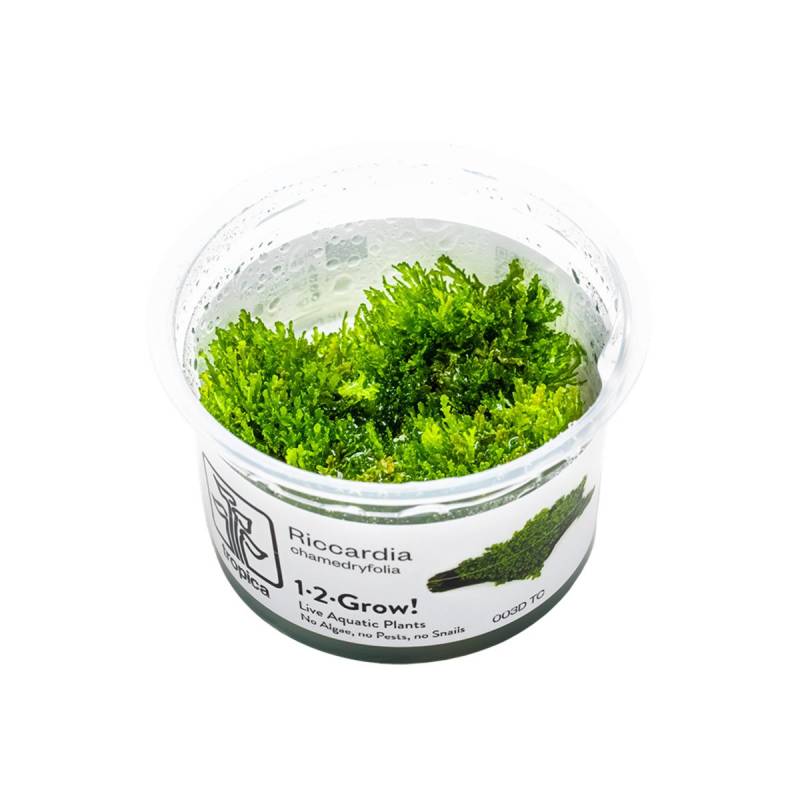Tropica Moospflanze Riccardia chamedryfolia von Tropica