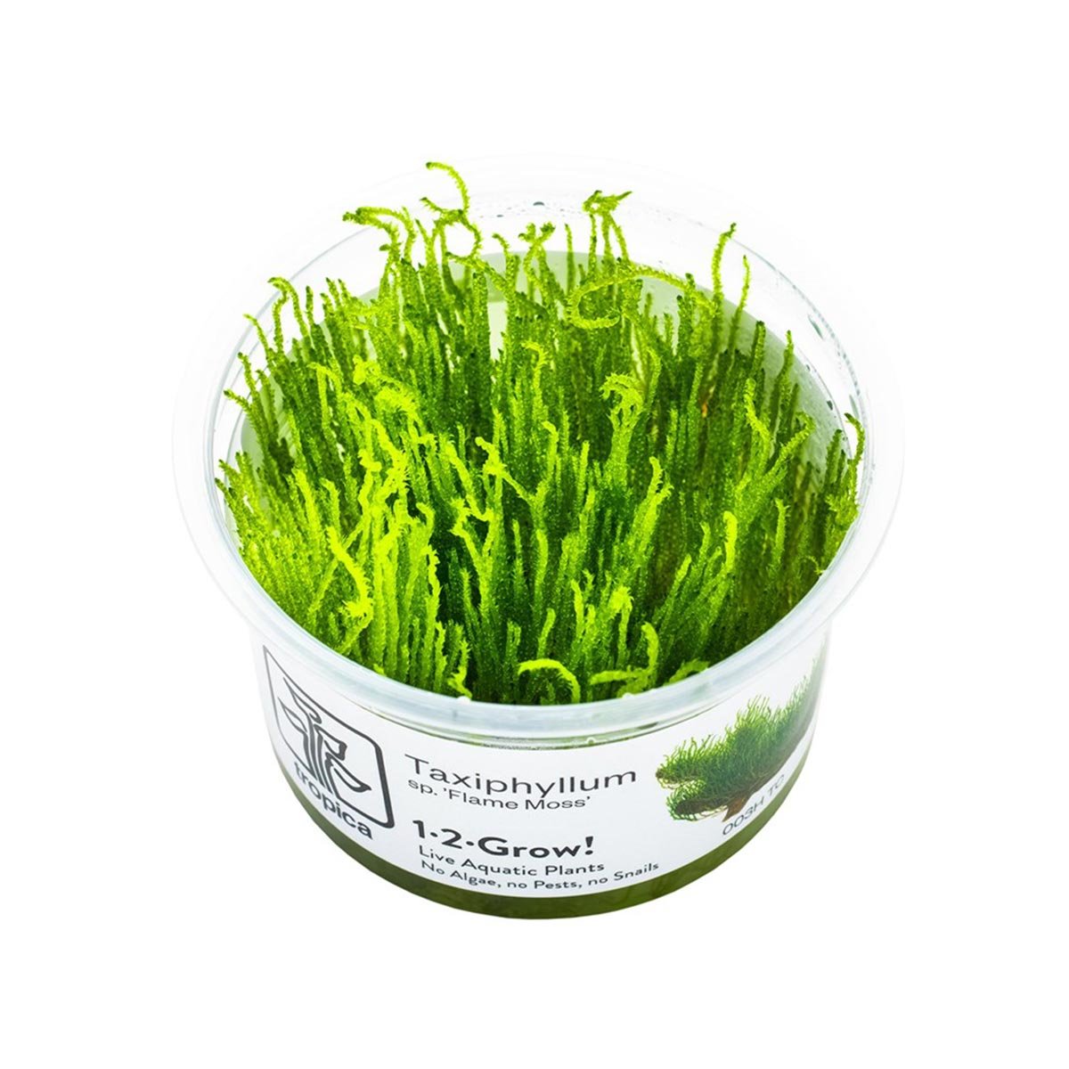 Tropica Moospflanze Taxiphyllum sp. Flame Moss von Tropica