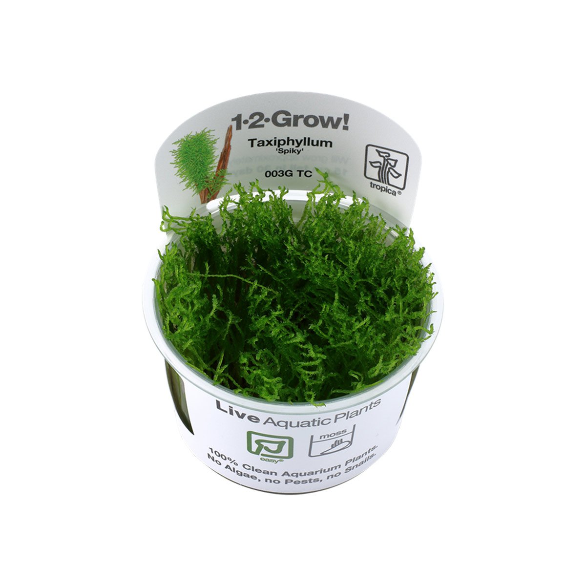 Tropica Moospflanze Taxiphyllum sp. Spiky Moss von Tropica