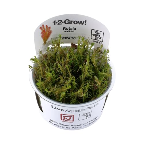 Tropica Rotala Wallichi 1-2-Grow von TROPICA