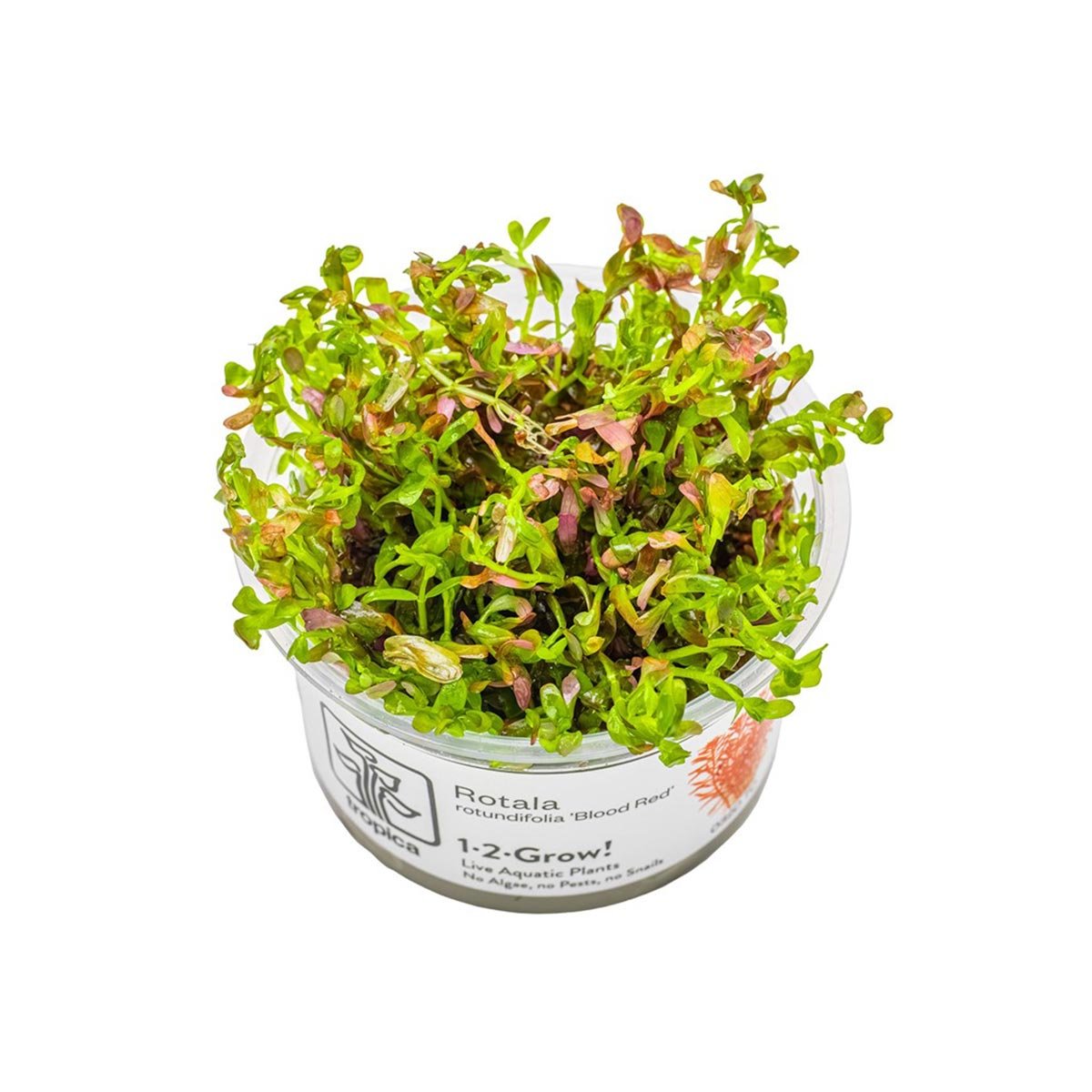 Tropica Rotala rotundifolia Blood Red von Tropica
