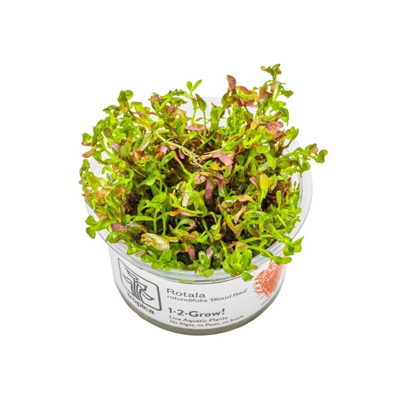 Tropica Rotala rotundifolia Blood Red von Tropica