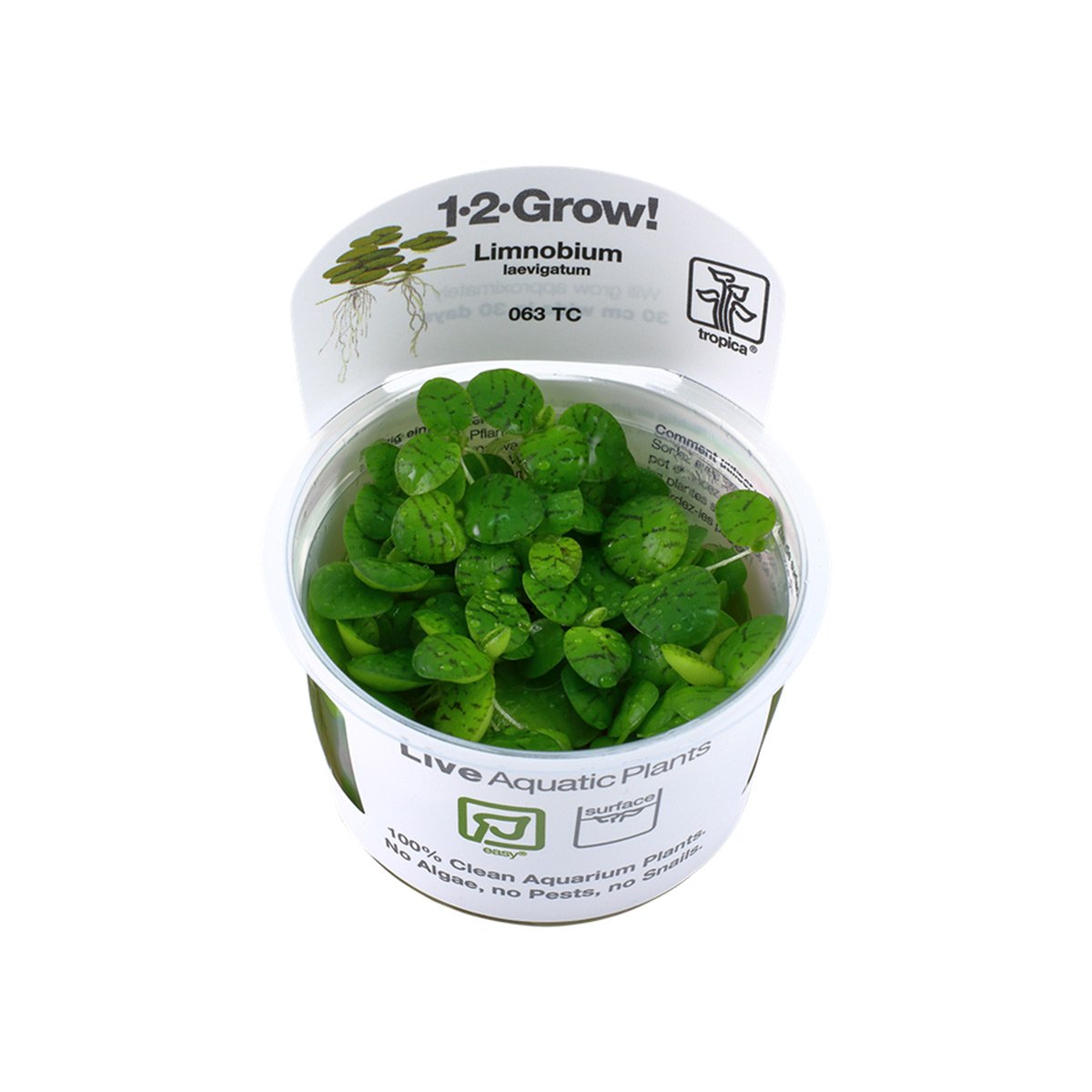 Tropica Schwimmpflanze Limnobium laevigatum von Tropica