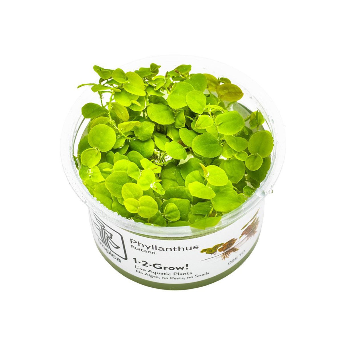 Tropica Schwimmpflanze Phyllanthus fluitans von Tropica
