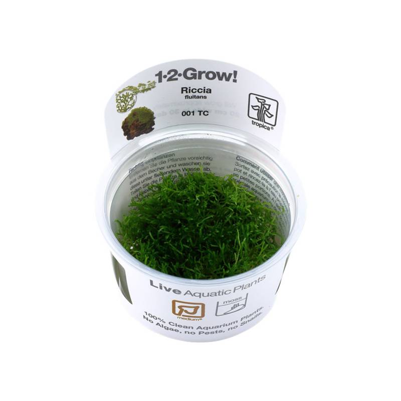 Tropica Schwimmpflanze Riccia fluitans von Tropica