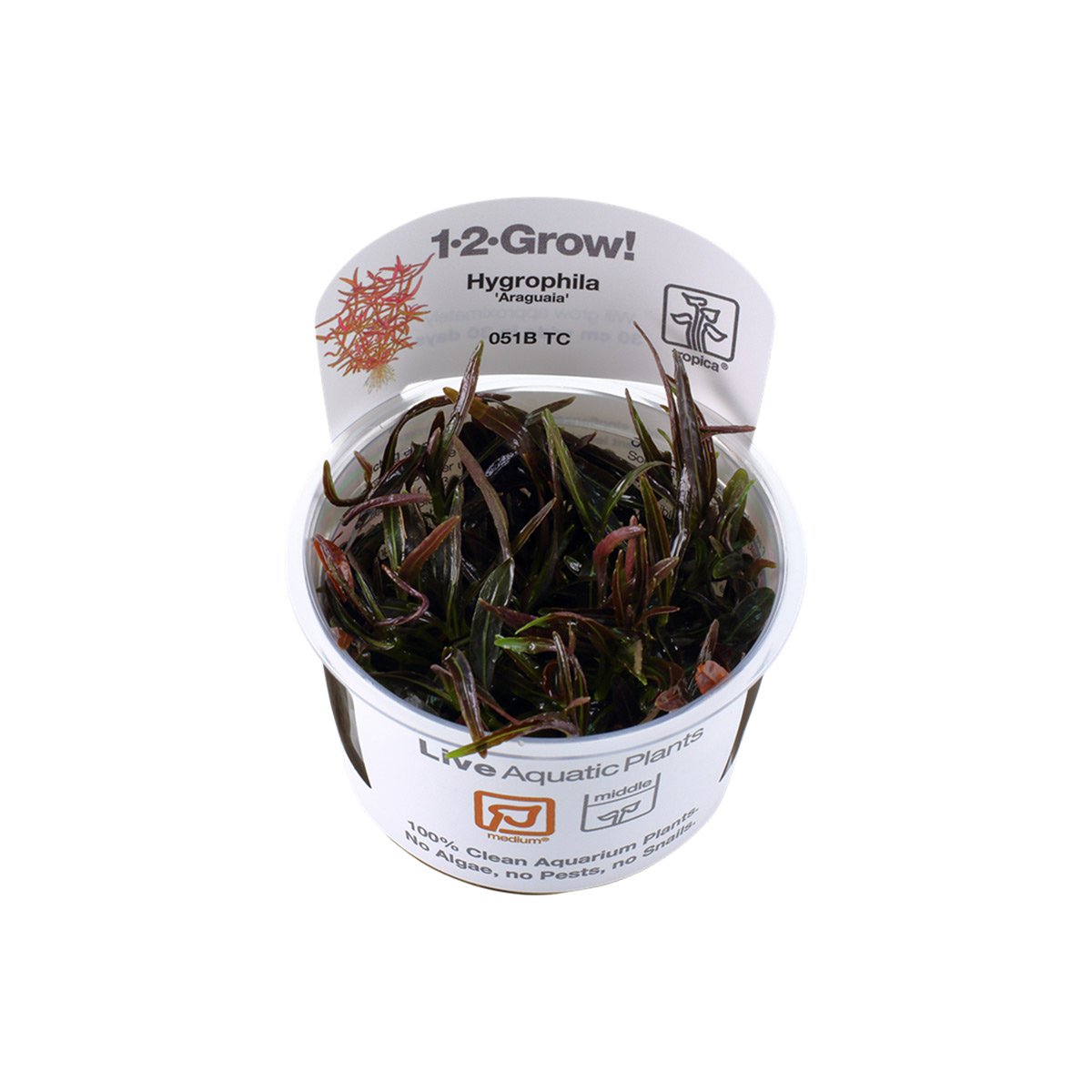 Tropica Stängelpflanze Hygrophila lancea Araguaia von Tropica