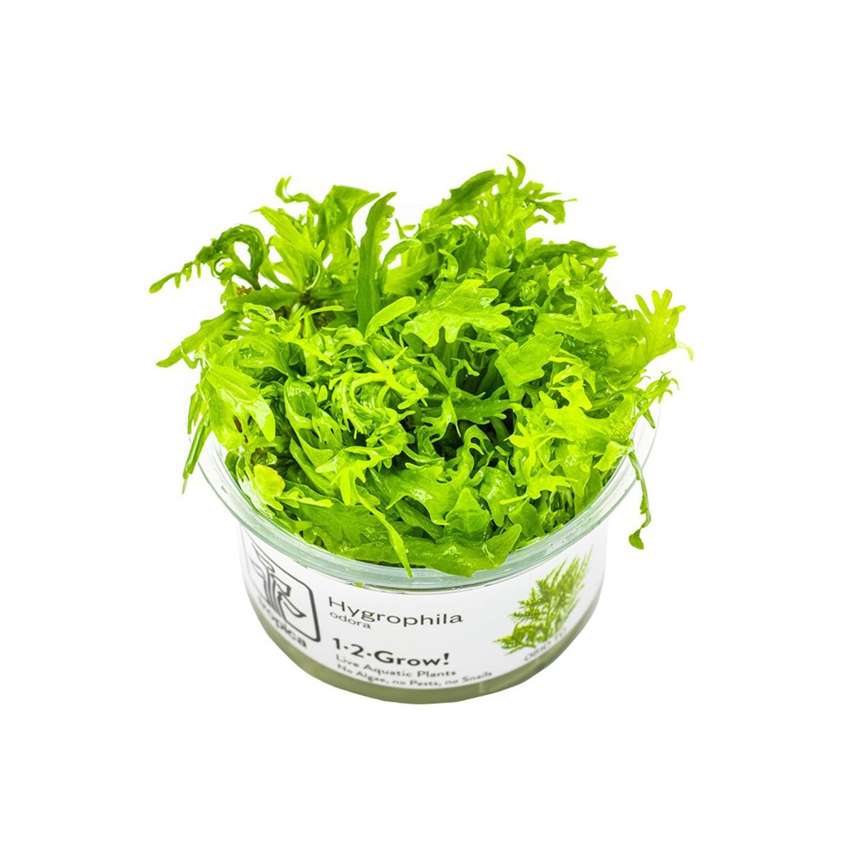 Tropica Stängelpflanze Hygrophila odora von Tropica
