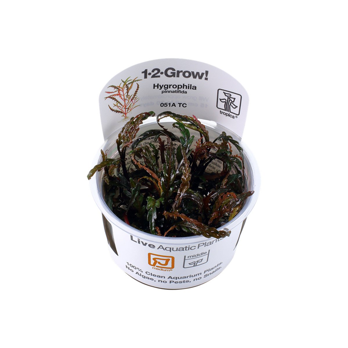 Tropica Stängelpflanze Hygrophila pinnatifida von Tropica