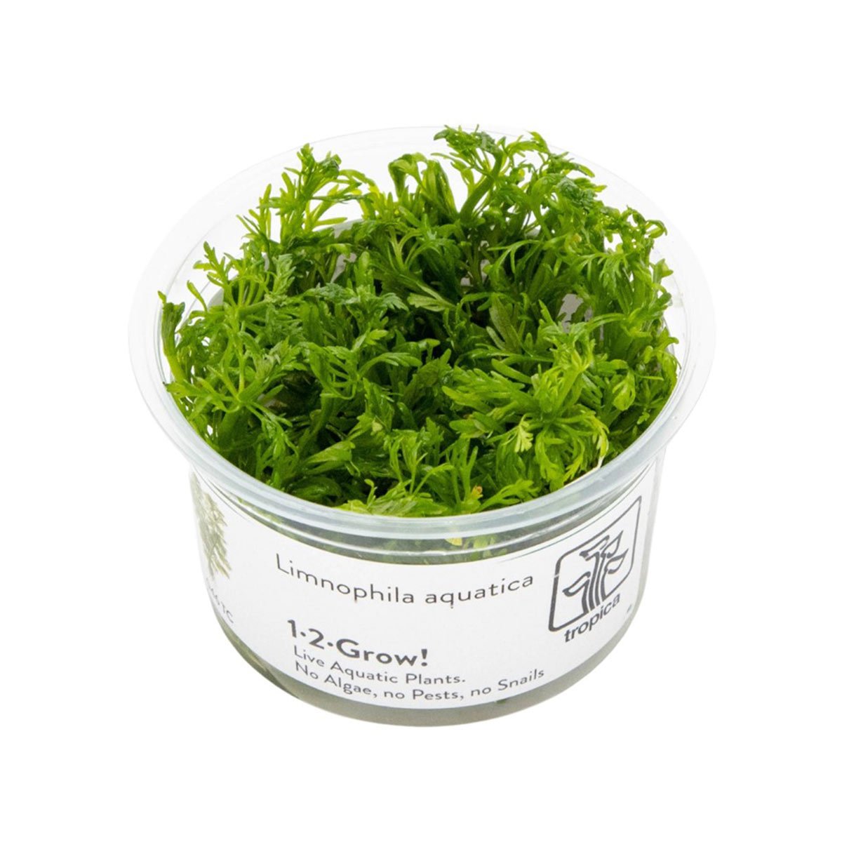Tropica Stängelpflanze Limnophila aquatica von Tropica