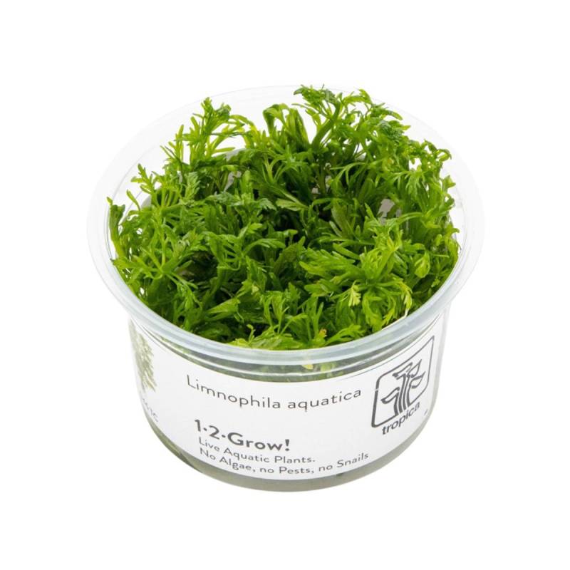 Tropica Stängelpflanze Limnophila aquatica von Tropica