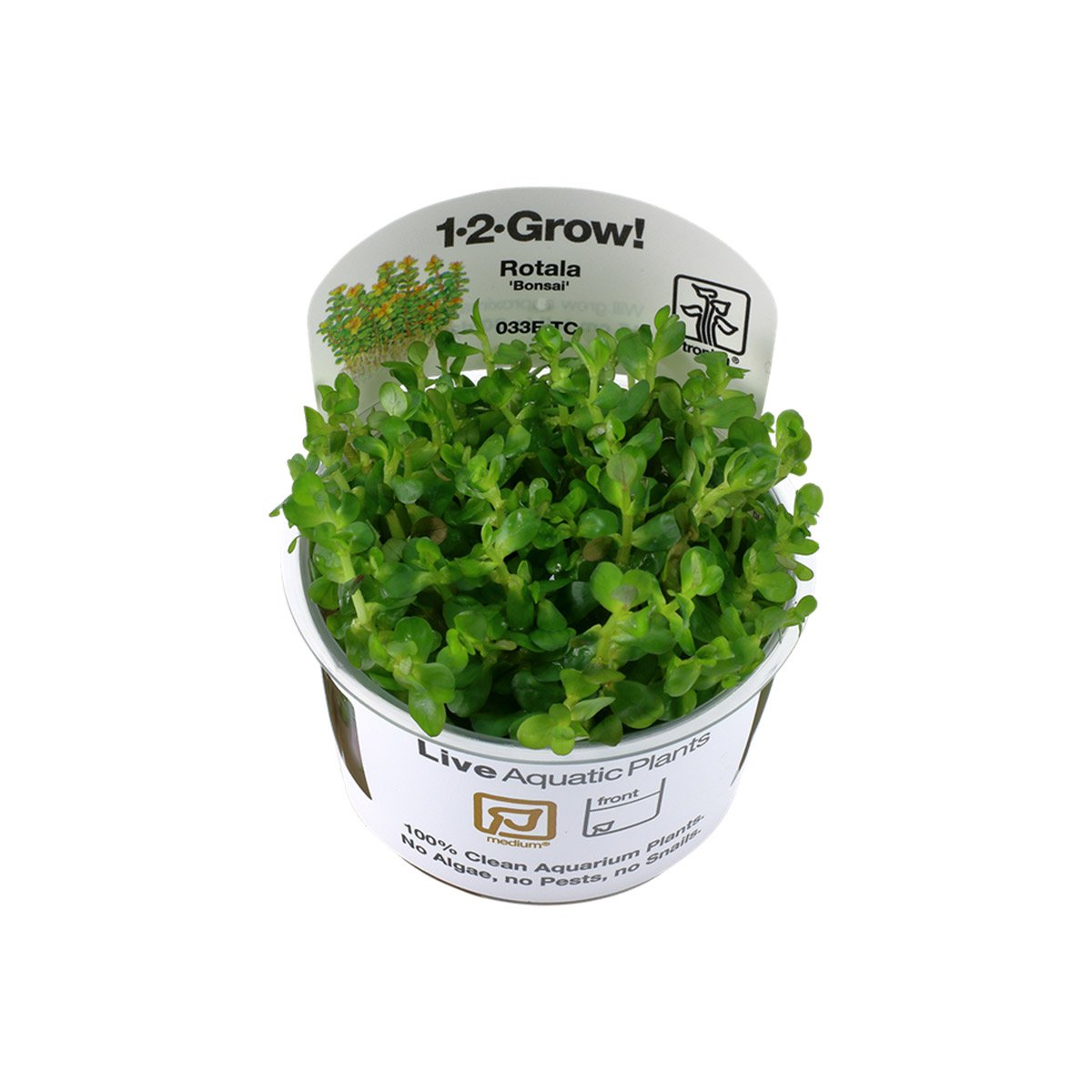 Tropica Stängelpflanze Rotala indica Bonsai von Tropica