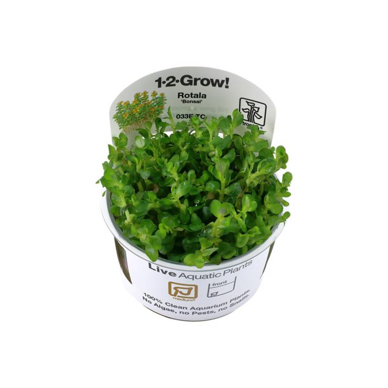 Tropica Stängelpflanze Rotala indica Bonsai von Tropica