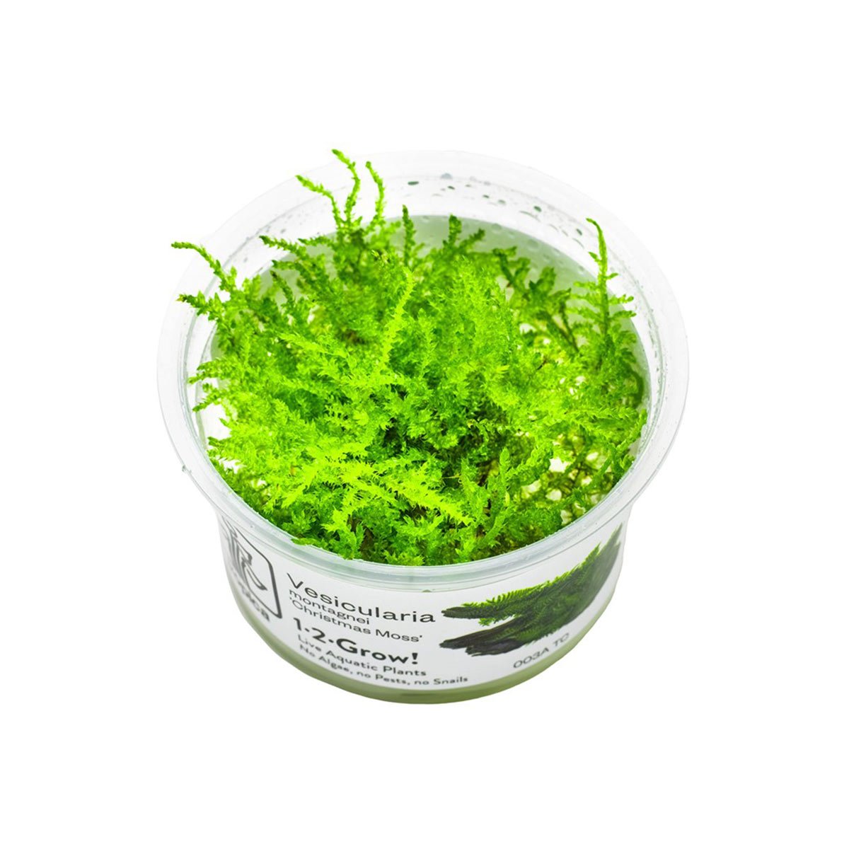 Tropica Vesicularia montagnei Christmas Moss von Tropica