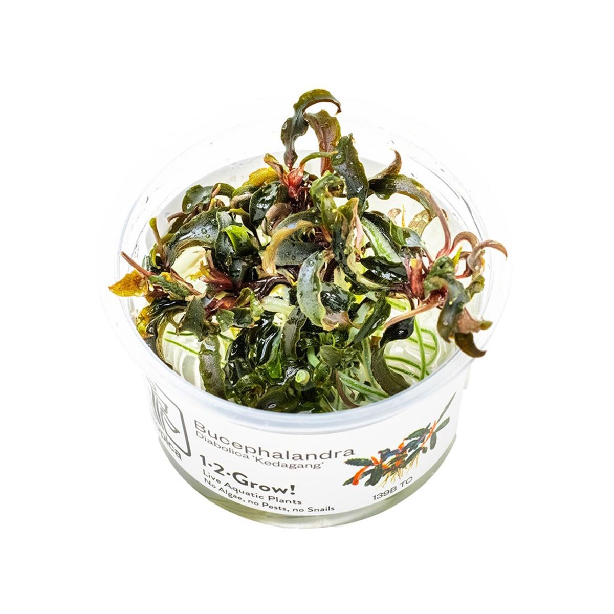 Tropica Zierpflanze Bucephalandra Kedagang von Tropica