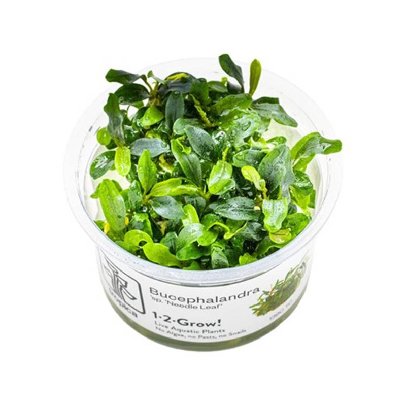 Tropica Zierpflanze Bucephalandra sp. Needle Leaf von Tropica