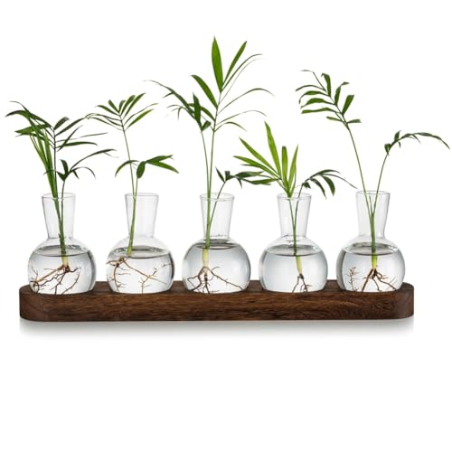 TsoLay Pflanzterrarium Anzuchtstation, Glas-Pflanzgefäß, Blumenzwiebelvase mit Holztablett, moderne Knospenvasen für den Schreibtisch von TsoLay