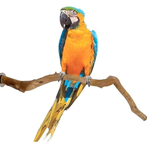 Tsuchiya Naturholz Sitzstangen Natürliche Vogelkäfig Plattfor Vogelschleifklauen Klettern Stehend Vogelkäfig Zubehör Für Wellensittich Nymphensittich Kanarienvogel Tsuchiya Naturholz Sitzstangen Natürliche Vogelkäfig Plattfor Vogelschleifklauen Klettern Stehend Vogelkäfig Zubehör Für Wellensittich Nymphensittich Kanarienvogel von Tsuchiya