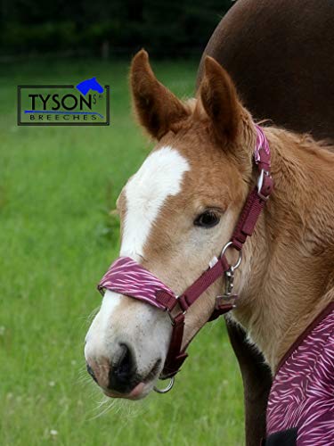 Dario Kaltblut Warmblut Fohlenhalfter Fohlen Halfter Blau Rosa Tysons Nylon Breit (MMS, Rosa) von Tysons Breeches